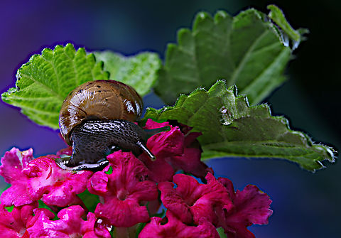 Decollate snail or Rumina decollata These snails were introduced to the cities of the Sonoran Desert from the Mediterranean region to control the Brown Garden Snails which were themselves introduced as a possible source for escargot.  They are common in gardens and damp lawns where they also eat dead leaves and occasionally young seedlings so their presence in huge numbers can  sometimes be a pest.

During extended rain events these snails may emerge from their hiding places to see drier locations. Dilute rainwater, by osmosis, can drown these desert adapted mollusks. Decollate snail,Geotagged,Rumina decollata,United States,Winter