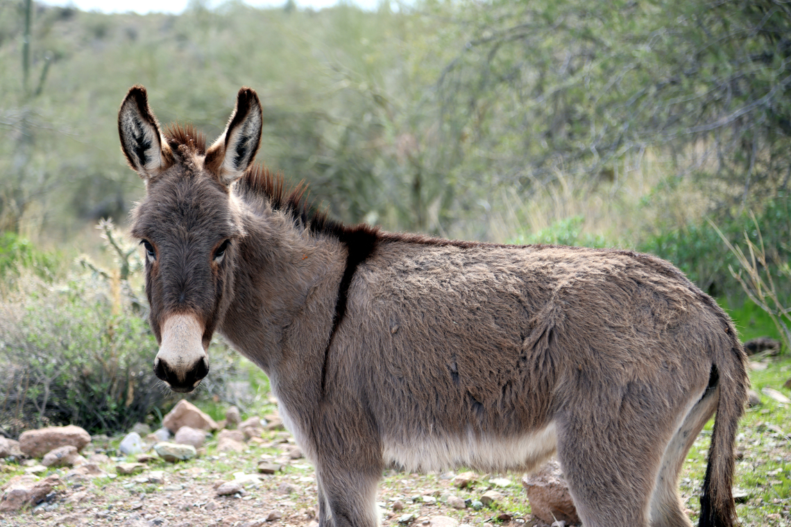 Wild Burro or Equus asinus The Donkey and the Burro are the same animal but are named differently by the area where they are found. Also, the burro generally has a longer hair coat and has the black stipe across the shoulders. <br />
<br />
Historically, these animals were used by mining prospectors because of their hardiness and ability to work long hours in harsh climates. When the gold rush ended the burros were abandoned or escaped and began to multiply. Since then, they have become wild. They can survive long periods without food by using shade and being active in early mornings and late afternoons. Their diet consists of grasses and shrubs. <br />
Generally, they are less than half the size of a horse, with the average weight being about 400 pounds. A male burro is called a Jack, and a female is called a Jenny. <br />
<br />
In 1971, the Wild Free-Roaming Horse and Burro Act designated the Bureau of Land Management as the responsible party for protecting and managing wild horses and burro in the Lake Pleasant, Arizona area. You are even welcome to adopt one of these burros.<br />
<br />
Feral burros and horses have become a concern throughout many parts of Arizona. Feral burros and horses compete with native wildlife for forage and water, and have been observed to displace wildlife from water. Reduced access to water is particularly detrimental during drought. Feral burros and horses also alter plant composition, reduce plant diversity and cover, and increase soil compaction and erosion, thereby putting native habitats at risk. Because these non-native species have few natural predators, and effective management options are currently limited, their numbers have grown beyond those determined to be appropriate for federally-designated management areas in most parts of the state. This has resulted in growing concern about their long-term effects on the health of natural habitats and native wildlife. In addition, they have become a safety hazard for motorists in some parts of Arizona.<br />
<br />
<figure class="photo"><a href="https://www.jungledragon.com/image/157865/wild_burro_lower_jawbone_or_equus_asinus.html" title="Wild Burro lower jawbone or Equus asinus"><img src="https://s3.amazonaws.com/media.jungledragon.com/images/5803/157865_thumb.JPG?AWSAccessKeyId=05GMT0V3GWVNE7GGM1R2&Expires=1759968010&Signature=3JjAhJTEiy9lULiYiVVkcHi4rJE%3D" width="200" height="134" alt="Wild Burro lower jawbone or Equus asinus The story of the jawbone of an ass comes from the Book of Judges in the Bible, specifically Judges 15:15-16. In this story, Samson, a judge of Israel known for his immense strength, finds a fresh jawbone of a donkey. Empowered by the Spirit of the LORD, he uses it as a weapon to slay a thousand men.<br />
<br />
After the battle, Samson makes a declaration: &quot;With the jawbone of a donkey, heaps upon heaps, with the jaw of a donkey have I slain a thousand men&quot;. This victory is attributed not to the weapon or the arm wielding it, but to the Spirit of God.<br />
<br />
The story continues with Samson being extremely thirsty and calling upon the LORD. God then miraculously provides water from the same jawbone, reviving Samson. This place was named Enhakkore, which is in Lehi unto this day. Donkey,Equus africanus asinus,Geotagged,United States,Winter" /></a></figure><br />
It was Samson in the Bible that slew a thousand with one of these.<br />
<figure class="photo"><a href="https://www.jungledragon.com/image/157868/wild_burro_lower_teeth_or_equus_asinus.html" title="Wild Burro lower teeth or Equus asinus"><img src="https://s3.amazonaws.com/media.jungledragon.com/images/5803/157868_thumb.JPG?AWSAccessKeyId=05GMT0V3GWVNE7GGM1R2&Expires=1759968010&Signature=W8C8yQYCnsZA5QFFMJqrcsQh8g4%3D" width="200" height="118" alt="Wild Burro lower teeth or Equus asinus Found along a hiking trail at Lake Pleasent, Arizona Donkey,Equus africanus asinus,Geotagged,United States,Winter" /></a></figure> Donkey,Equus africanus asinus,Geotagged,United States,Winter,burro