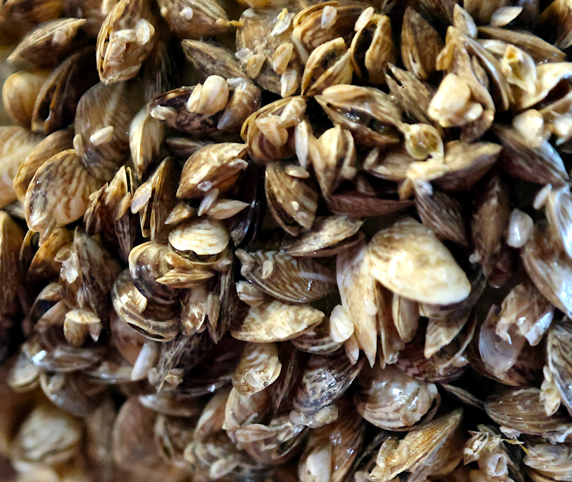 Quagga mussel or Dreissean bugensis The quagga mussels are small striped, freshwater mollusks that can live for three to five years. In a single breeding cycle, they can release 30,000 to 40,000 fertilized eggs, or 1 million fertilized eggs in a year.<br />
<br />
Since at least 2007 or before they&rsquo;ve been colonizing waterways in Arizona. With the warmer waters in Arizona, they can reproduce five to six times a year, quickly establishing themselves along the Colorado River and moving on to the Central Arizona Project that feed local reservoirs and Municiple cities in the Phoenix metro area.<br />
<br />
 As a filter feeder, the quagga mussel eats the phytoplankton that serves as the base of the food chain. In large enough numbers, they can disrupt ecosystems.<br />
<br />
The biggest threat is quagga mussels&rsquo; ability to block Arizona&rsquo;s most precious resource of water as colonies disrupt intakes and other commercial waterworks such as dam power generators by blocking water intake, gears and mechanical parts.  Recreational activities could also be affected such as fishing, fouling propellers, boat hulls, engine water coolant intakes and causing other damage to boats.<br />
<figure class="photo"><a href="https://www.jungledragon.com/image/157852/quagga_mussel_or_dreissean_bugensis.html" title="Quagga mussel or Dreissean bugensis"><img src="https://s3.amazonaws.com/media.jungledragon.com/images/5803/157852_thumb.JPG?AWSAccessKeyId=05GMT0V3GWVNE7GGM1R2&Expires=1763596810&Signature=dXcgd5TtolGOjfXZN%2BEEaE0n7V4%3D" width="200" height="114" alt="Quagga mussel or Dreissean bugensis As the lake water level rises and falls the quagga mussel begins to attach to any substrate like this tree branch that was submerged for several months. If left unchecked it will blanket the object with sharp shells. Dreissena bugensis,Geotagged,Quagga mussel,United States,Winter" /></a></figure><br />
Found on a tree limb that had been submerged for several months. Dreissena bugensis,Geotagged,Quagga mussel,United States,Winter;invasive species