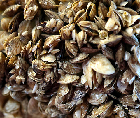Quagga mussel or Dreissean bugensis The quagga mussels are small striped, freshwater mollusks that can live for three to five years. In a single breeding cycle, they can release 30,000 to 40,000 fertilized eggs, or 1 million fertilized eggs in a year.

Since at least 2007 or before they’ve been colonizing waterways in Arizona. With the warmer waters in Arizona, they can reproduce five to six times a year, quickly establishing themselves along the Colorado River and moving on to the Central Arizona Project that feed local reservoirs and Municiple cities in the Phoenix metro area.

 As a filter feeder, the quagga mussel eats the phytoplankton that serves as the base of the food chain. In large enough numbers, they can disrupt ecosystems.

The biggest threat is quagga mussels’ ability to block Arizona’s most precious resource of water as colonies disrupt intakes and other commercial waterworks such as dam power generators by blocking water intake, gears and mechanical parts.  Recreational activities could also be affected such as fishing, fouling propellers, boat hulls, engine water coolant intakes and causing other damage to boats.
https://www.jungledragon.com/image/157852/quagga_mussel_or_dreissean_bugensis.html
Found on a tree limb that had been submerged for several months. Dreissena bugensis,Geotagged,Quagga mussel,United States,Winter;invasive species