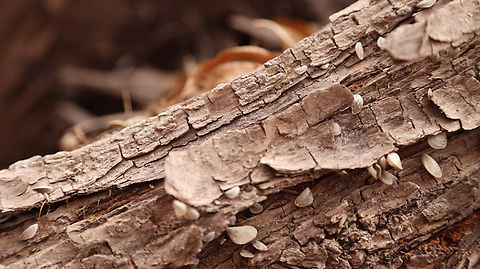 Quagga mussel or Dreissean bugensis As the lake water level rises and falls the quagga mussel begins to attach to any substrate like this tree branch that was submerged for several months. If left unchecked it will blanket the object with sharp shells. Dreissena bugensis,Geotagged,Quagga mussel,United States,Winter