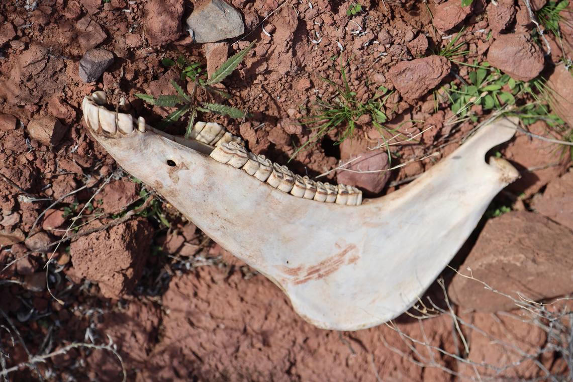 Wild Burro lower jawbone or Equus asinus The story of the jawbone of an ass comes from the Book of Judges in the Bible, specifically Judges 15:15-16. In this story, Samson, a judge of Israel known for his immense strength, finds a fresh jawbone of a donkey. Empowered by the Spirit of the LORD, he uses it as a weapon to slay a thousand men.<br />
<br />
After the battle, Samson makes a declaration: "With the jawbone of a donkey, heaps upon heaps, with the jaw of a donkey have I slain a thousand men". This victory is attributed not to the weapon or the arm wielding it, but to the Spirit of God.<br />
<br />
The story continues with Samson being extremely thirsty and calling upon the LORD. God then miraculously provides water from the same jawbone, reviving Samson. This place was named Enhakkore, which is in Lehi unto this day. Donkey,Equus africanus asinus,Geotagged,United States,Winter