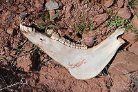 Wild Burro lower jawbone or Equus asinus The story of the jawbone of an ass comes from the Book of Judges in the Bible, specifically Judges 15:15-16. In this story, Samson, a judge of Israel known for his immense strength, finds a fresh jawbone of a donkey. Empowered by the Spirit of the LORD, he uses it as a weapon to slay a thousand men.<br />
<br />
After the battle, Samson makes a declaration: "With the jawbone of a donkey, heaps upon heaps, with the jaw of a donkey have I slain a thousand men". This victory is attributed not to the weapon or the arm wielding it, but to the Spirit of God.<br />
<br />
The story continues with Samson being extremely thirsty and calling upon the LORD. God then miraculously provides water from the same jawbone, reviving Samson. This place was named Enhakkore, which is in Lehi unto this day. Donkey,Equus africanus asinus,Geotagged,United States,Winter