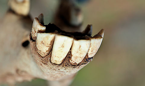 Wild Burro lower teeth or Equus asinus Found along a hiking trail at Lake Pleasent, Arizona Donkey,Equus africanus asinus,Geotagged,United States,Winter