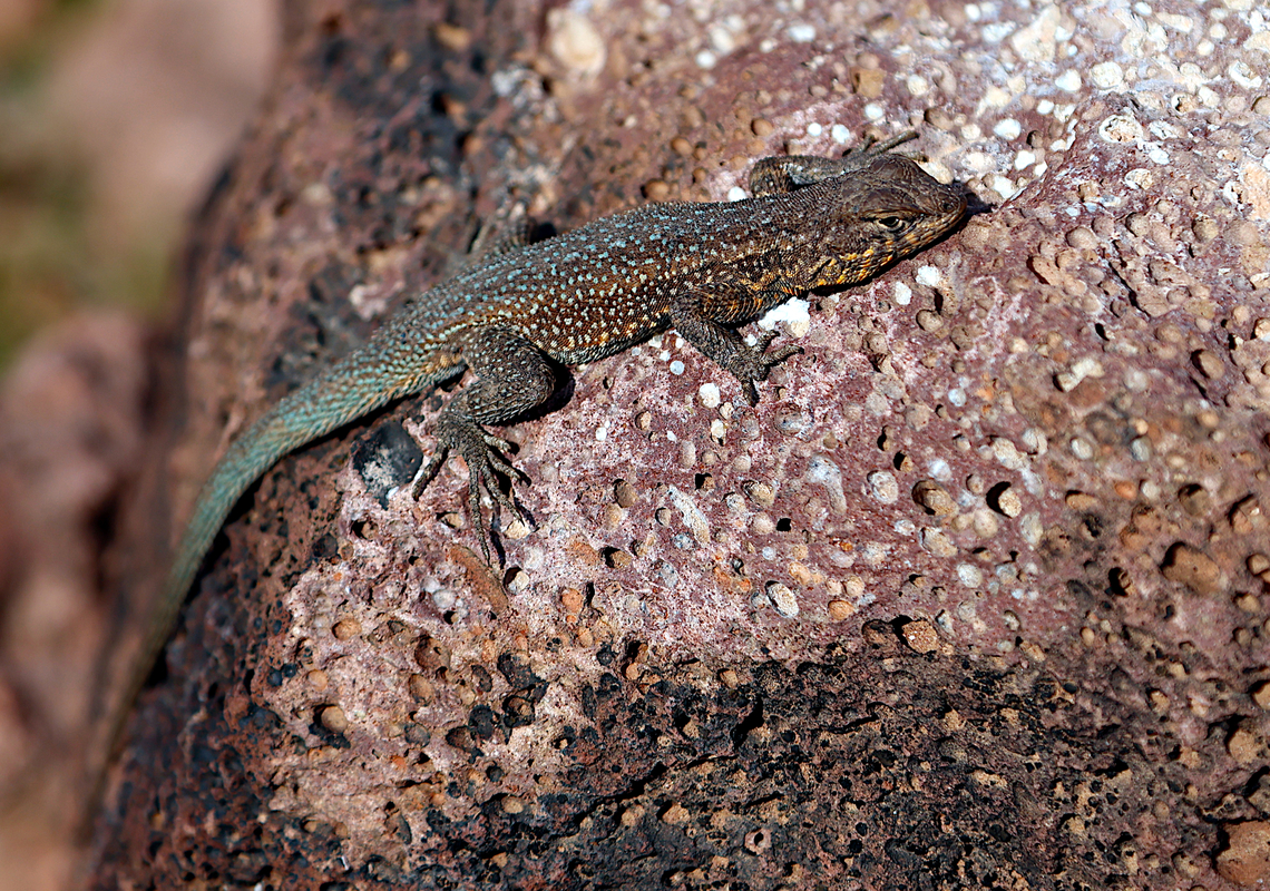 Common Side-blotched Lizard or Uta stansburiana With the turquoise spots on its tail and back this appears to be a male. Found it sunning on a rock alongside the trail. Common side-blotched lizard,Geotagged,United States,Uta stansburiana,Winter