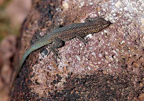 Common Side-blotched Lizard or Uta stansburiana With the turquoise spots on its tail and back this appears to be a male. Found it sunning on a rock alongside the trail. Common side-blotched lizard,Geotagged,United States,Uta stansburiana,Winter