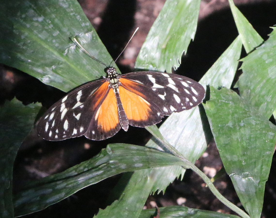 Tiger Longwing or Heliconius hecale  Geotagged,Heliconius hecale,Tiger Longwing,United States,Winter