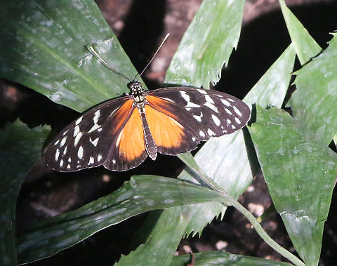 Tiger Longwing or Heliconius hecale  Geotagged,Heliconius hecale,Tiger Longwing,United States,Winter