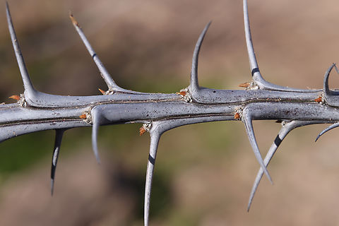Ocotillo or Fouquieria splendens This is from a dead and totally dried out Ocotillo. It has needle sharp spines. Fouquieria splendens,Geotagged,Ocotillo,United States,Winter