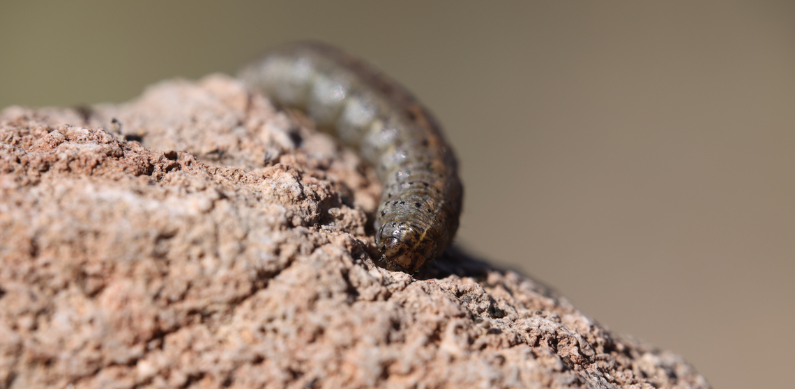 Army Cut Worm grub, Miller Moth or Euxoa auxiliaris Is considered a crop pest.<br />
Army cutworms are one of the richest foods for predators, such as brown bears, in this ecosystem, where up to 72% of the moth&rsquo;s body weight is fat, thus making it more calorie-rich than elk or deer. This is the highest known body fat percentage of any animal. Army cutworm,Euxoa auxiliaris,Geotagged,United States,Winter