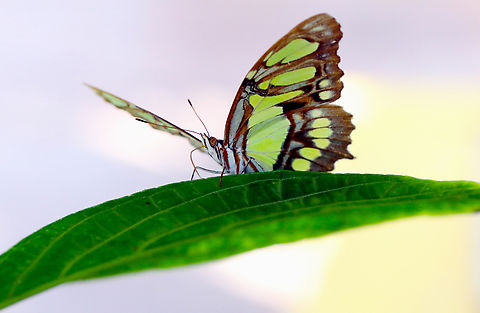 Malachite Butterfly or Siproeta stelenes venteral side  Geotagged,Malachite,Siproeta stelenes,United States,Winter