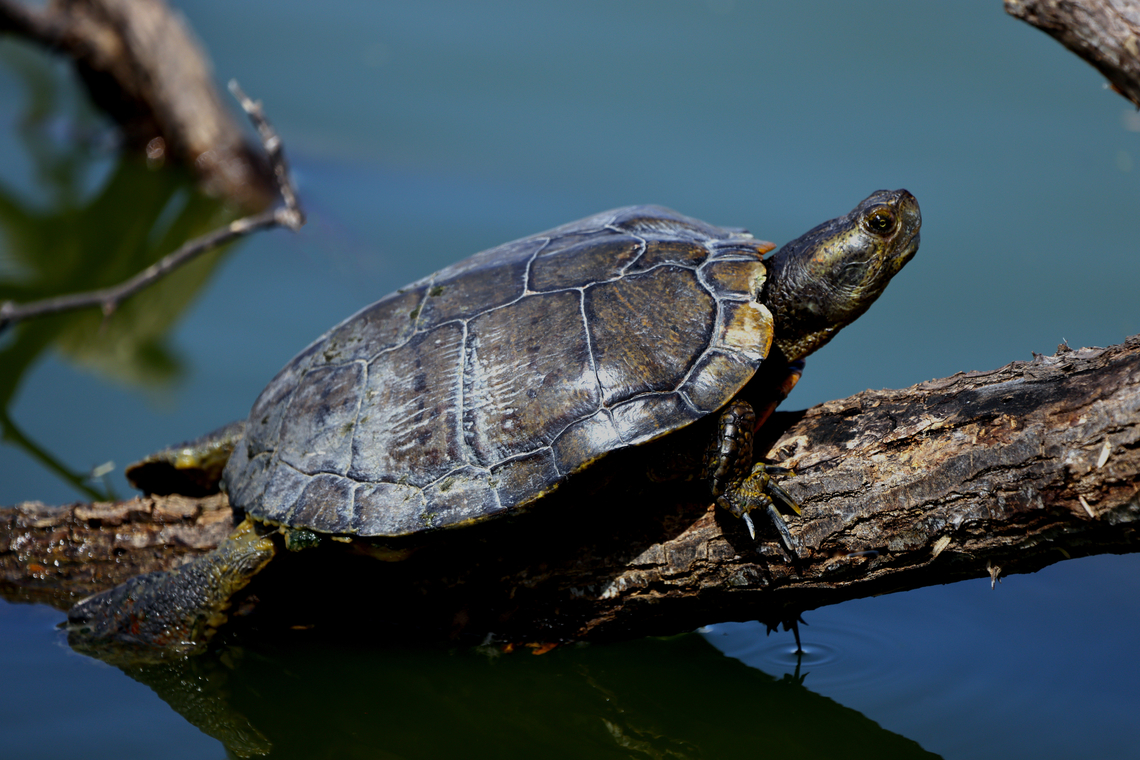 Sonora Mud Turtle or Kinosternon senoriense  Geotagged,Kinosternon sonoriense,Sonora mud turtle,United States,Winter