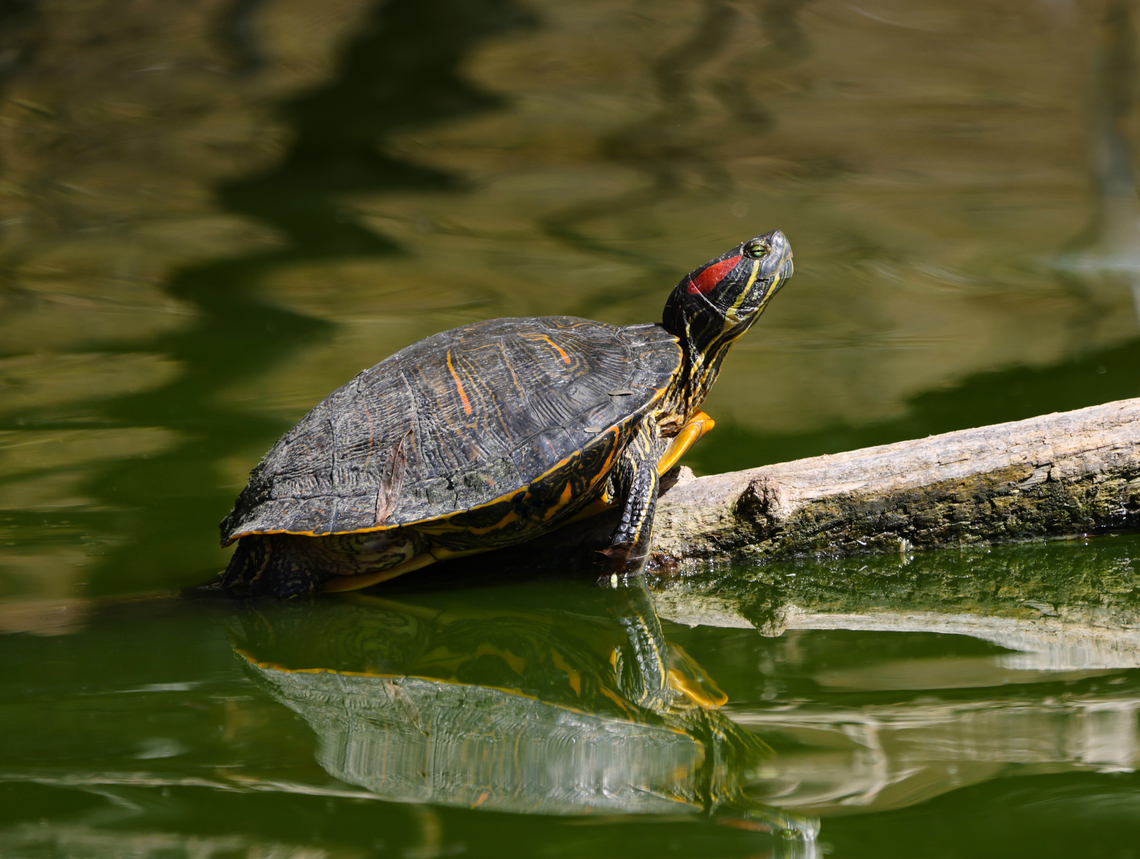 Red-eared Terrapin turtle or Trachemys scripta elegans This is considered an invasive species. Geotagged,Red-eared slider,Trachemys scripta elegans,United States,Winter