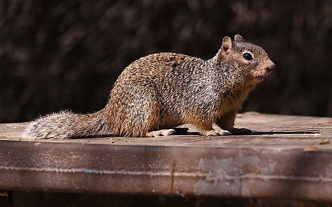Rock squrrel or Otospermophilus variegatus  Geotagged,Otospermophilus variegatus,Rock squirrel,United States,Winter