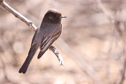 Black Phoebe or Sayornis nigricans  Black phoebe,Geotagged,Sayornis nigricans,United States,Winter