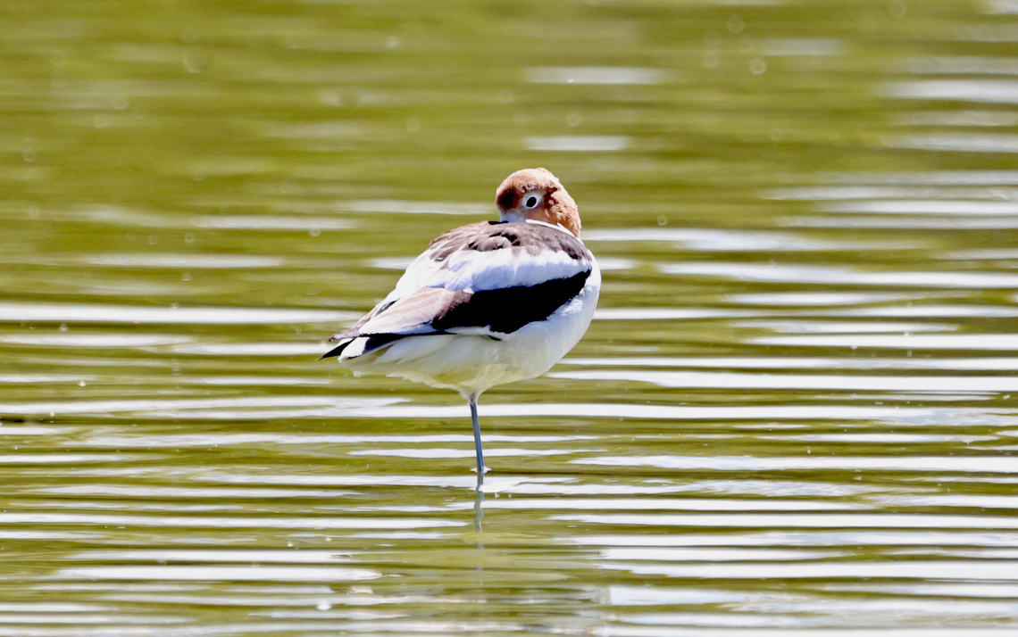 American Avocet or Recurvirostra americana  American avocet,Geotagged,Recurvirostra americana,United States,Winter