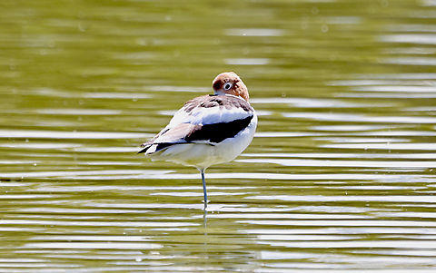 American Avocet or Recurvirostra americana  American avocet,Geotagged,Recurvirostra americana,United States,Winter