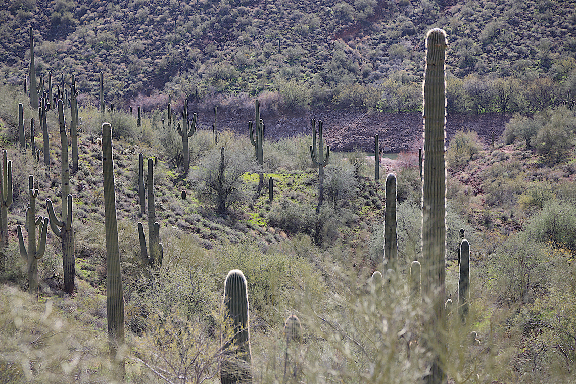 Saguaros at Lake Pleasant, Arizona side canyon With spring rains, the desert grasses cover the usually bone-dry ground and become lush looking. Carnegiea gigantea,Geotagged,Saguaro,United States,Winter