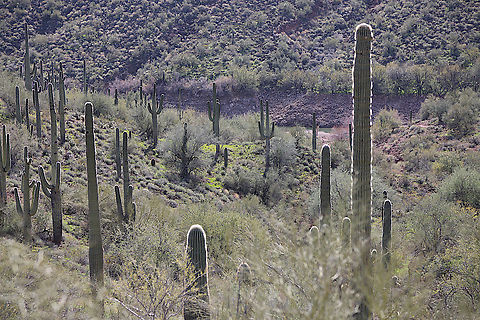Saguaros at Lake Pleasant, Arizona side canyon With spring rains, the desert grasses cover the usually bone-dry ground and become lush looking. Carnegiea gigantea,Geotagged,Saguaro,United States,Winter