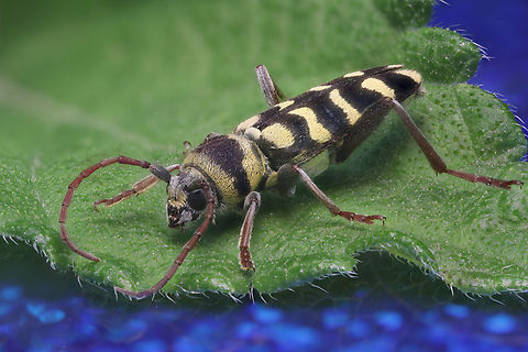 Lucerne Longicorn or Plagionotus floralis Native to Hungary. From a collection.
https://www.jungledragon.com/image/158399/lucerne_longicorn_or_plagionotus_floralis.html
extreme macro 4x of 360 shots at 34 microns apart
https://www.jungledragon.com/image/158405/lucerne_longicorn_or_plagionotus_floralis.html
macro at 2X, 80 steps at 139microns per step Geotagged,Plagionotus floralis,United States