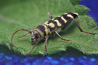 Lucerne Longicorn or Plagionotus floralis Native to Hungary. From a collection.<br />
https://www.jungledragon.com/image/158399/lucerne_longicorn_or_plagionotus_floralis.html<br />
extreme macro 4x of 360 shots at 34 microns apart<br />
https://www.jungledragon.com/image/158405/lucerne_longicorn_or_plagionotus_floralis.html<br />
macro at 2X, 80 steps at 139microns per step Geotagged,Plagionotus floralis,United States