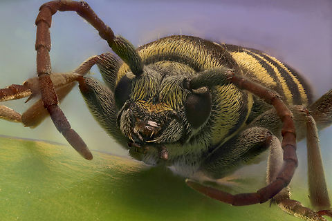 Lucerne Longicorn or Plagionotus floralis Native to Hungary. From a collection.
Extreme macro of 4X, 360 shots at 37 microns apart.
https://www.jungledragon.com/image/158297/lucerne_longicorn_or_plagionotus_floralis.html Geotagged,Plagionotus floralis,United States