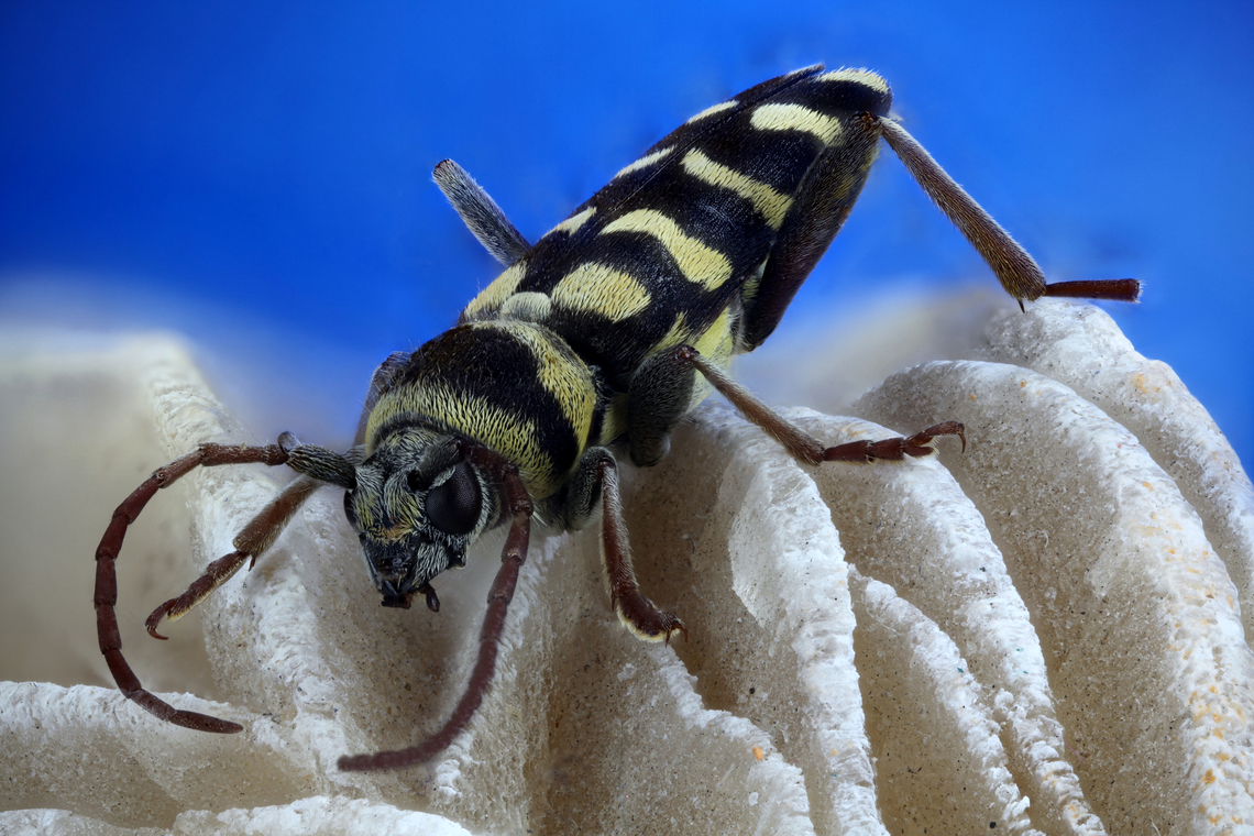 Lucerne Longicorn or Plagionotus floralis Native to Hungary Geotagged,Plagionotus floralis,United States