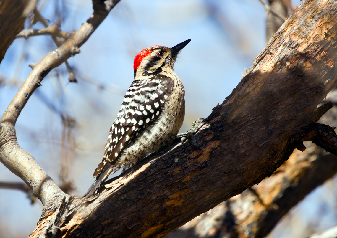 Ladder-backed Woodpecker or Dryobates scalaris <figure class="photo"><a href="https://www.jungledragon.com/image/158571/ladder-backed_woodpecker_or_dryobates_scalaris.html" title="Ladder-backed Woodpecker or Dryobates scalaris"><img src="https://s3.amazonaws.com/media.jungledragon.com/images/5803/158571_thumb.JPG?AWSAccessKeyId=05GMT0V3GWVNE7GGM1R2&Expires=1759968010&Signature=LCeT%2BYnJIWCGIqauOvYBDow1klA%3D" width="200" height="174" alt="Ladder-backed Woodpecker or Dryobates scalaris With a flared crest.<br />
Was at the Ash Canyon Bird Sanctuary in Hereford, Arizona Dryobates scalaris,Geotagged,Ladder-backed woodpecker,United States,Winter" /></a></figure><br />
It flared its red crest as I shot the image. Dryobates scalaris,Geotagged,Ladder-backed woodpecker,United States,Winter