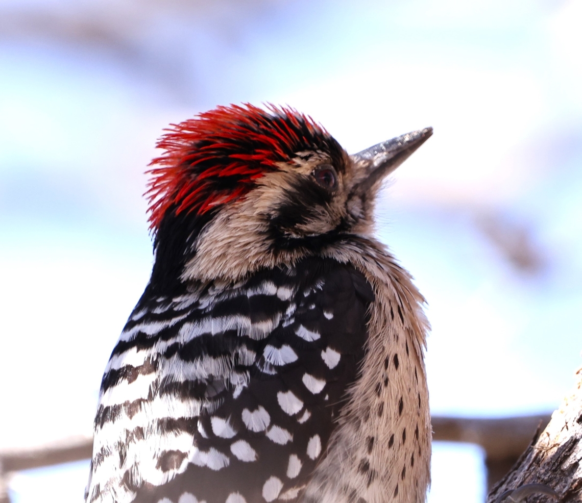 Ladder-backed Woodpecker or Dryobates scalaris With a flared crest.<br />
Was at the Ash Canyon Bird Sanctuary in Hereford, Arizona Dryobates scalaris,Geotagged,Ladder-backed woodpecker,United States,Winter