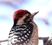 Ladder-backed Woodpecker or Dryobates scalaris With a flared crest.<br />
Was at the Ash Canyon Bird Sanctuary in Hereford, Arizona Dryobates scalaris,Geotagged,Ladder-backed woodpecker,United States,Winter