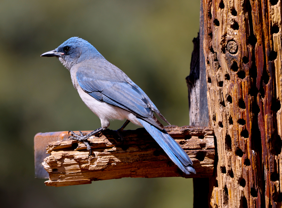 Mexican Jay or Aphelocoma wollweberi Occurs only in Arizona and parts of New Mexico and Texas. One of its favorite foods is acorns. Only a few dominant females actually mate each year. The remaining females help raise the young.<br />
<figure class="photo"><a href="https://www.jungledragon.com/image/158573/mexican_jay_or_aphelocoma_wollweberi.html" title="Mexican Jay or Aphelocoma wollweberi"><img src="https://s3.amazonaws.com/media.jungledragon.com/images/5803/158573_thumb.JPG?AWSAccessKeyId=05GMT0V3GWVNE7GGM1R2&Expires=1769040010&Signature=q2f6oTcl0egL5rxiOWqOldd3huk%3D" width="200" height="134" alt="Mexican Jay or Aphelocoma wollweberi https://www.jungledragon.com/image/158572/mexican_jay_or_aphelocoma_wollweberi.html<br />
Occurs only in Arizona and parts of New Mexico and Texas. One of its favorite foods is acorns. Only a few dominant females actually mate each year. The remaining females help raise the young.<br />
 Aphelocoma wollweberi,Geotagged,Mexican Jay,United States,Winter" /></a></figure> Aphelocoma ultramarina,Aphelocoma wollweberi,Geotagged,Mexican Jay,Transvolcanic jay,United States,Winter