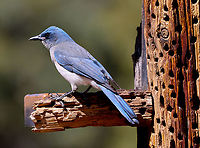 Mexican Jay or Aphelocoma wollweberi Occurs only in Arizona and parts of New Mexico and Texas. One of its favorite foods is acorns. Only a few dominant females actually mate each year. The remaining females help raise the young.<br />
https://www.jungledragon.com/image/158573/mexican_jay_or_aphelocoma_wollweberi.html Aphelocoma ultramarina,Aphelocoma wollweberi,Geotagged,Mexican Jay,Transvolcanic jay,United States,Winter