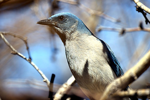 Mexican Jay or Aphelocoma wollweberi https://www.jungledragon.com/image/158572/mexican_jay_or_aphelocoma_wollweberi.html
Occurs only in Arizona and parts of New Mexico and Texas. One of its favorite foods is acorns. Only a few dominant females actually mate each year. The remaining females help raise the young.
 Aphelocoma wollweberi,Geotagged,Mexican Jay,United States,Winter