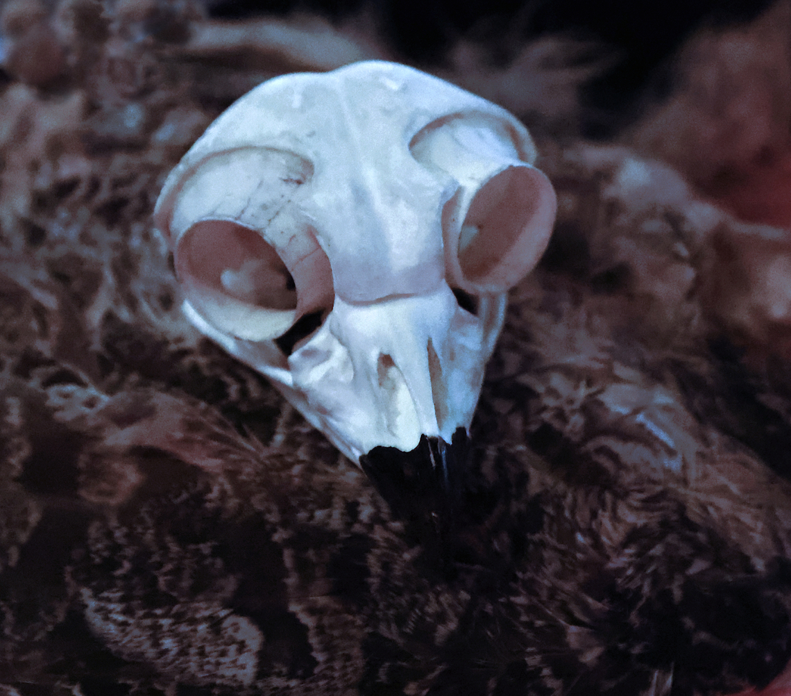 Great Horned Owl skull or Bubo virginianus The great horned owl cannot move its eyes within its sockets. Instead of eye movement, the owl compensates by rotating its head up to 180 degrees, enabling it to see in any direction. Bubo virginianus,Geotagged,Great Horned Owl,United States,Winter