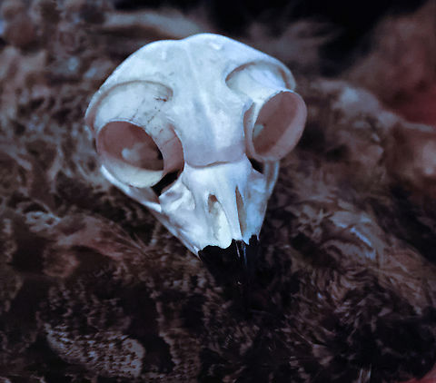 Great Horned Owl skull or Bubo virginianus The great horned owl cannot move its eyes within its sockets. Instead of eye movement, the owl compensates by rotating its head up to 180 degrees, enabling it to see in any direction. Bubo virginianus,Geotagged,Great Horned Owl,United States,Winter