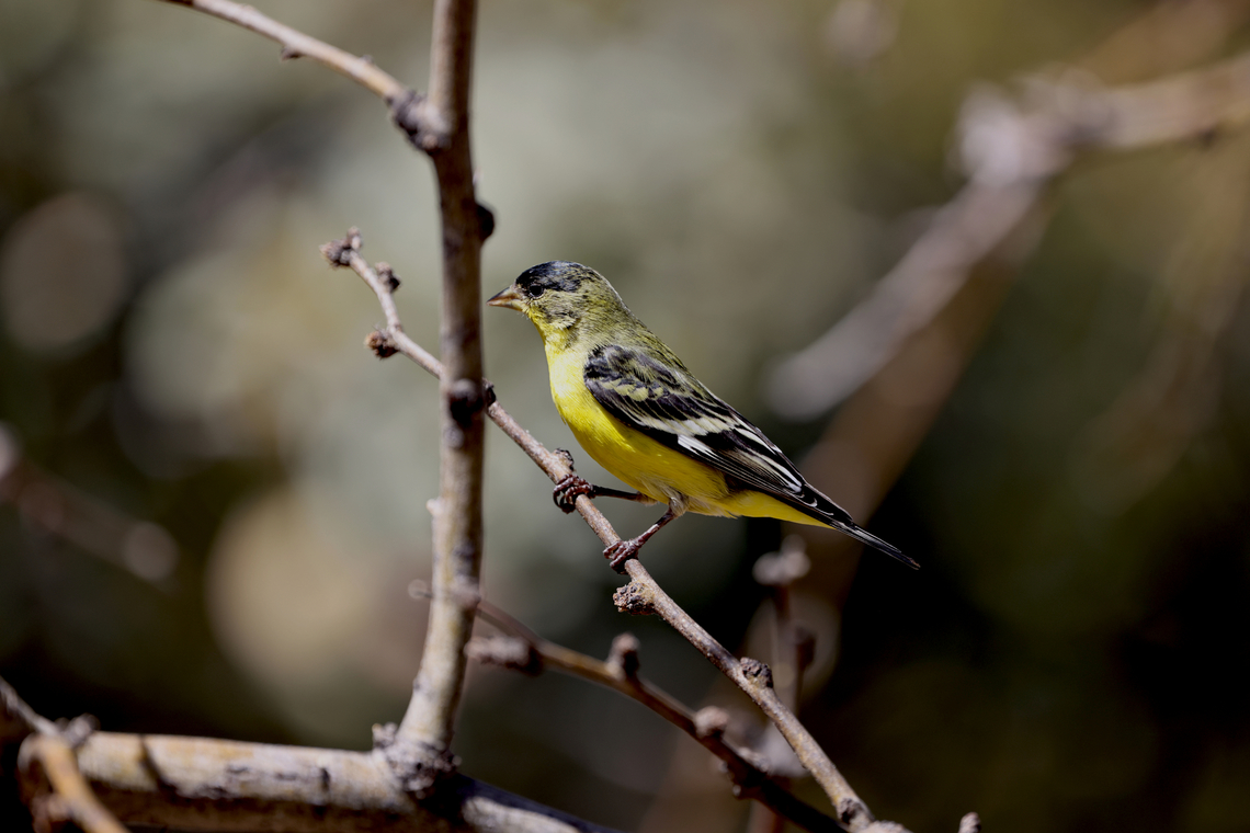 Lesser Goldfinch or Spinus psaltria  Geotagged,Lesser goldfinch,Spinus psaltria,United States,Winter