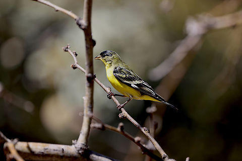 Lesser Goldfinch or Spinus psaltria  Geotagged,Lesser goldfinch,Spinus psaltria,United States,Winter