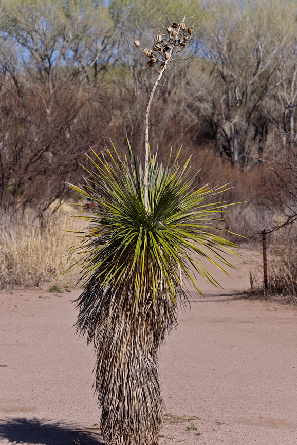 Soaptree Yucca or Yucca elata  Geotagged,Soaptree yucca,United States,Winter,Yucca elata