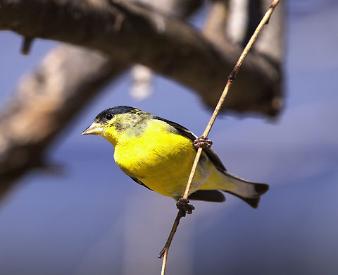 Lesser Goldfinch or Spinus psaltria  Geotagged,Lesser goldfinch,Spinus psaltria,United States