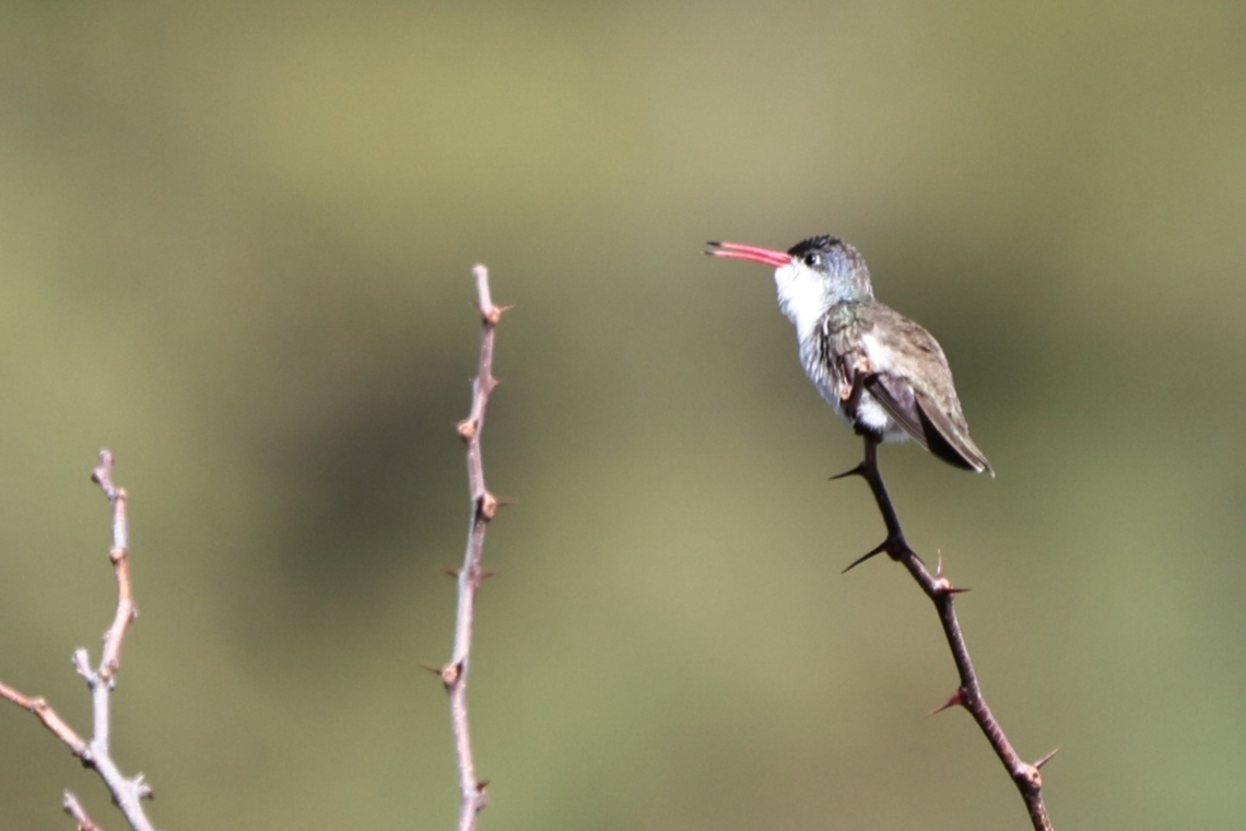 Violet-crowned Hummingbird or Leucolia violiceps I had a very funny experience with a birder who pointed across the creek and said, &ldquo;look there is one. I said where? Look up high on the top of the small branch and you will see a small white patch of the bird&rsquo;s chest.&rdquo; Indeed, as I scanned the area with my 600mm lens I did see a tiny little bird. Even with my big lens it was still just a speck. This image is enlarged so that is why it is so fuzzy. Geotagged,Ramosomyia violiceps,United States,Violet-crowned hummingbird,Winter