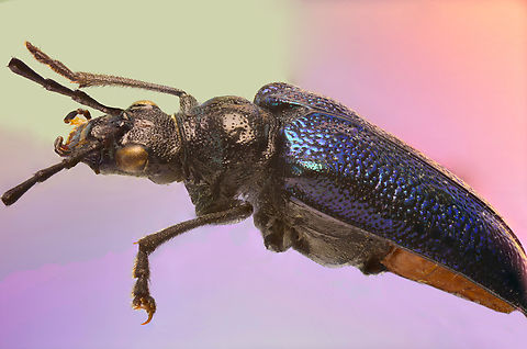 Blueish purple beetle possibly Family Buprestinae, Cerambycidae Native to Ukraine. From a collection. Antennae/leg parts missing or replicated. Geotagged,United States