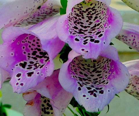 Common Foxglove or Digitalis purpurea  Digitalis purpurea,Geotagged,Purple foxglove,United States