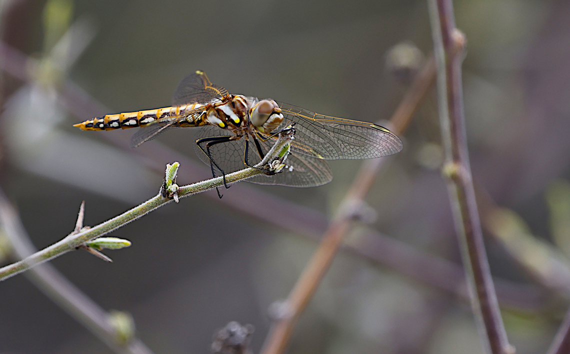 Variegated Meadowhawk dragonfly female or Sympetrum corruptum  Geotagged,Spring,Sympetrum corruptum,United States,Variegated meadowhawk