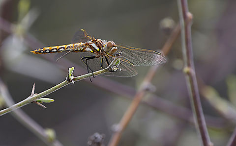 Variegated Meadowhawk dragonfly female or Sympetrum corruptum  Geotagged,Spring,Sympetrum corruptum,United States,Variegated meadowhawk