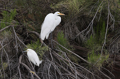 Great Egret or Ardea alba (top) and Snowy Egret or Egretta thula (bottom) Great Egret is distinguished by black feet and orange bill while the Snowy Egret is distinguished by a black beak and orange feet. Ardea alba,Geotagged,Great egret,Spring,United States