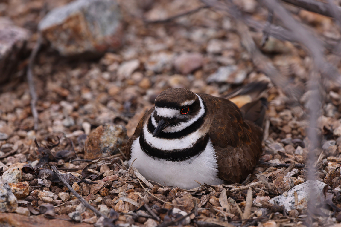Killdeer or Charadrius vociferus Killdeers are notorious for playing injured any time their nest or young are threatened. Charadrius vociferus,Geotagged,Killdeer,Spring,United States