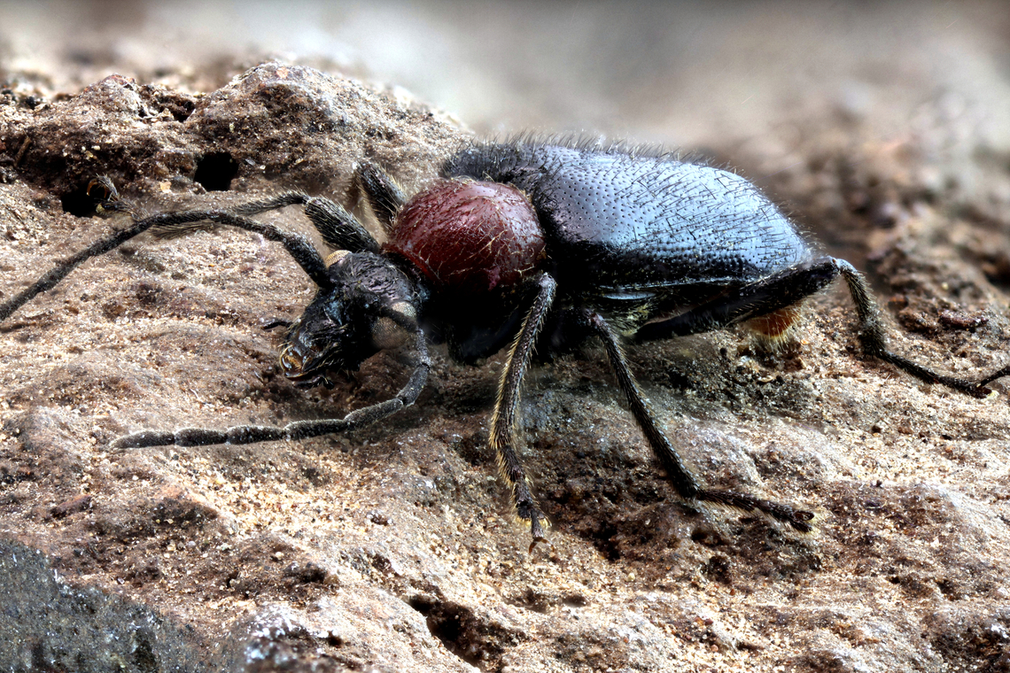Black beetle or possibly Galerita genus, Carabidae family  From a collection, origin is Ukraine.<br />
3X, 218 shots at 56 microns a shot. This beetle was 8mm long. Geotagged,United States