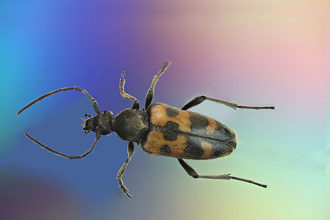 Red and black spot beetle possibly Family Cerambydidae From a Ukraine collection. Missing a limb and a few parts. 1.4X, 43 shots Geotagged,United States