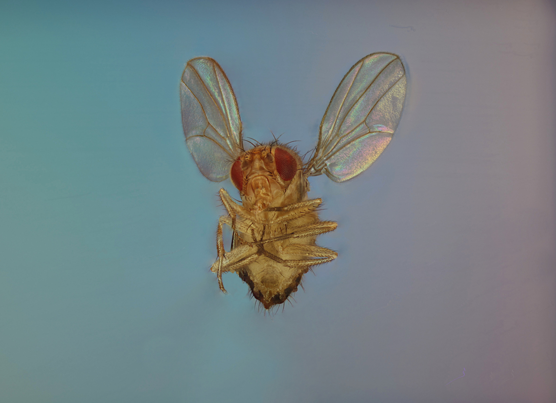 Common Fruit Fly or Drosophila melanogaster If elephants could fly!<br />
Extreme macro at 4.5X,144 images at 72microns at each image  Common Fruit Fly,Drosophila melanogaster,Geotagged,United States