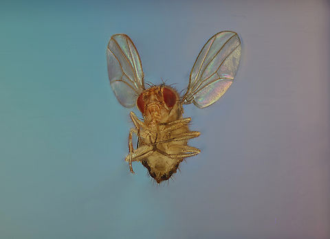 Common Fruit Fly or Drosophila melanogaster If elephants could fly!
Extreme macro at 4.5X,144 images at 72microns at each image  Common Fruit Fly,Drosophila melanogaster,Geotagged,United States